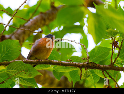 Schöne Fotos von Finch Vogel in seinem natürlichen Lebensraum! Meine andere Seite fängt so zu sehen! Stockfoto