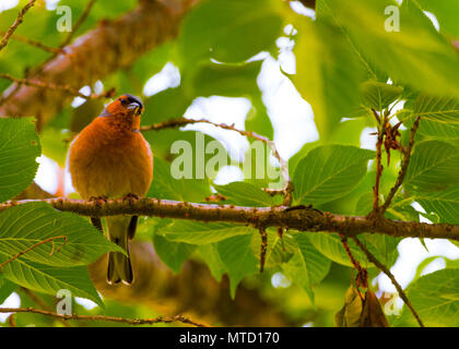 Schöne Fotos von Finch Vogel in seinem natürlichen Lebensraum! Meine andere Seite fängt so zu sehen! Stockfoto