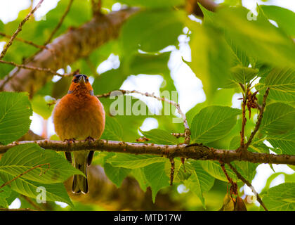 Schöne Fotos von Finch Vogel in seinem natürlichen Lebensraum! Meine andere Seite fängt so zu sehen! Stockfoto