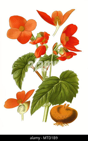 Tuberous begonia Hybrid, Begonia Ã-tuberhybrida. Knollenbegonie, Duftbegonie, digital verbesserte Reproduktion von Drucken des 19. Jahrhunderts Stockfoto