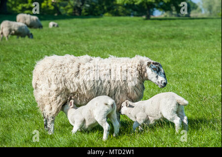 Neugeborene Lämmer sackling ihre Mutter steht auf frischen grünen Frühling Feld. Stockfoto