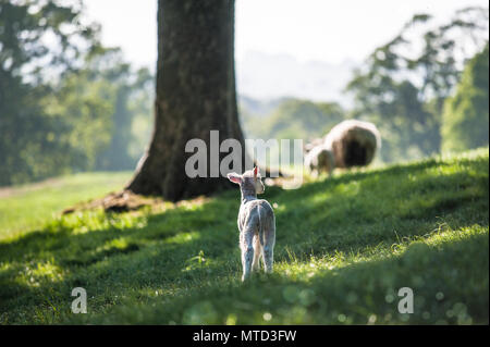 Kleinen Niedlichen Neu geboren Lamm folgenden Mutter Schaf in einem Wald durch Sonnenlicht Stockfoto