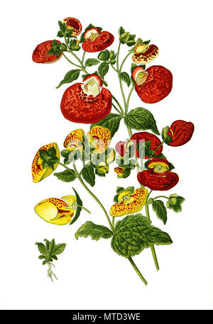 Calceolaria hybrida, krautige calceolaria, Lady's Geldbörse, Slipper Blume und Taschenbuch Blume, slipperwort. Pantoffelblume, digital verbesserte Reproduktion von Drucken des 19. Jahrhunderts Stockfoto