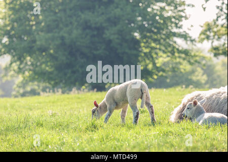 Kleinen niedlichen Baby Lamm auf einem Feld bei ruhenden Mutter Schaf. Kopieren Sie Platz. Selektive konzentrieren. Stockfoto