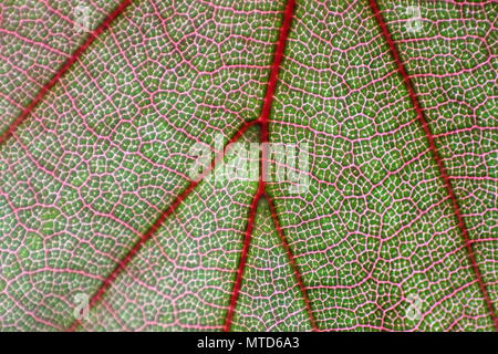 Makro aus Kupfer Strand Blatt. Stockfoto