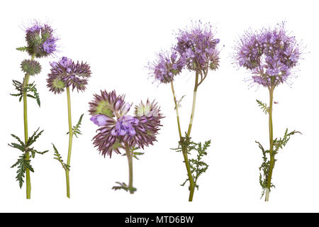 Satz von Phacelia Blumen auf weißem Hintergrund. Stockfoto