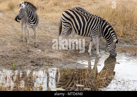 Ein vorsichtiges junge Burchells Zebra wacht während zwei ältere Zebras zusammenzulegen, wie sie an einem Wasserloch in Sabi Sands Game Reserve trinken angezeigt Stockfoto