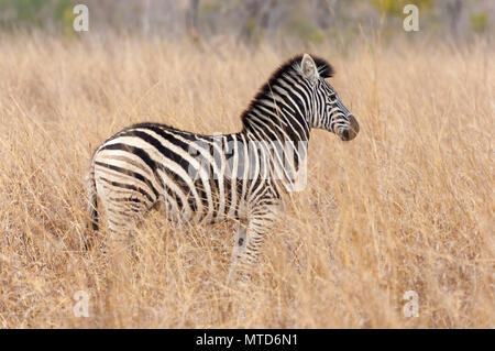 Ein männlicher Zebra stehend in der Langen savannah Gras an Sabi Sands Game Reserve Stockfoto