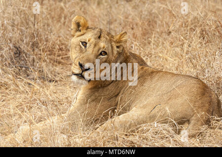 Eine Löwin hält ein wachsames Auge beim Faulenzen mit ihren Stolz in einem Patch von Savannah, Gras an Sabi Sands Game Reserve Stockfoto