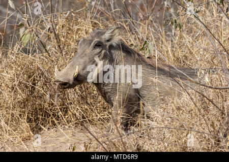 Ein warzenschwein aus seiner Höhle im Sabi Sands Game Reserve Stockfoto