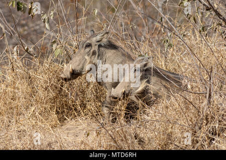 Ein paar weibliche Warzenschweine, die aus ihren Bau in Sabi Sands Game Reserve Stockfoto