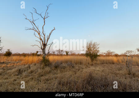 Pirschfahrt am frühen Morgen im Sabi Sands Game Reserve Stockfoto