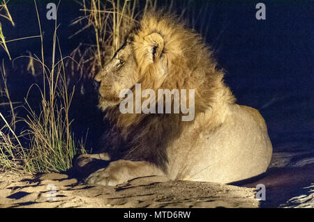 Eine alte männliche Löwen in der Savanne, Gras an Sabi Sands Game Reserve ruhen Stockfoto
