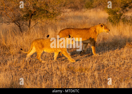 Löwin mit cub am frühen Morgen Jagd in Sabi Sands Game Reserve Stockfoto