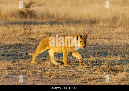 Junge Löwen Praktiken der Jagd im Morgenlicht Stockfoto