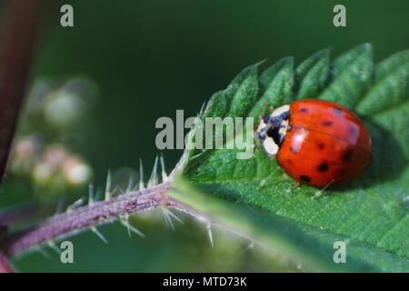 Kleine Marienkäfer auf stingling Nesselblatt. Stockfoto