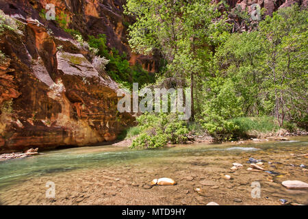 Schwimmbäder in der Virgin River versammeln, um Fische zu unterstützen und das Schwimmen im Zion National Park Stockfoto