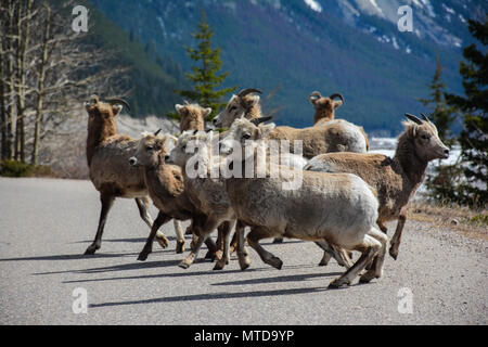 Eine Herde von Ziegen neben einem See in den Rocky Mountains. Stockfoto