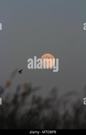 Newcastle upon Tyne. 28 Mai, 2018. Wetter Großbritannien: Milch Mond/Blume Mond. Vollmond im Mai auf dem Moor, Newcastle upon Tyne. UK. 28.Mai 2018. Quelle: David Whinham/Alamy leben Nachrichten Stockfoto