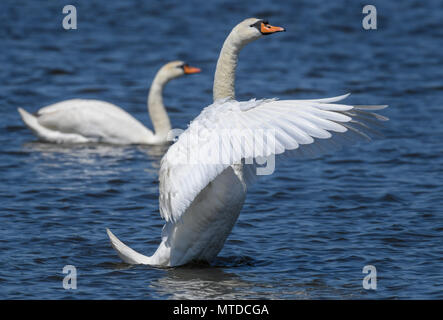 29. Mai 2018, Deutschland, Friedland: ein höckerschwan (Cygnus olor) breitet seine Flügel auf einem See in der Nähe von Friedland. Foto: Patrick Pleul/dpa-Zentralbild/ZB Stockfoto