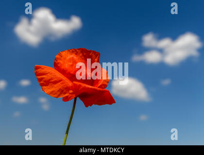 30. Mai 2018, Deutschland biegen: Roter Mohn vor einem strahlend blauen Himmel mit weißen Wolken. Foto: Patrick Pleul/dpa-Zentralbild/dpa Stockfoto