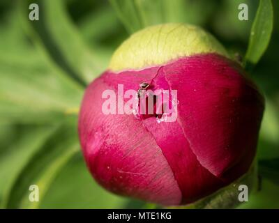 Red Ants auf eine Pfingstrose Bud. Aggressive ameisen Eröffnung bud der Pfingstrose und Trinken süßen Saft. Stockfoto