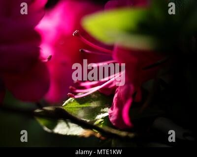 Blühende Azalee Blumen, mit zarten Rot Lila Sträuchern. Schöne blühende Azalee Blumen im Frühling Stockfoto