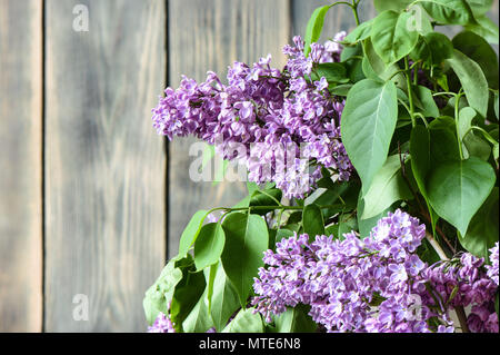 Lila Blumen an einem alten Holzzaun. Selektive konzentrieren. Stockfoto