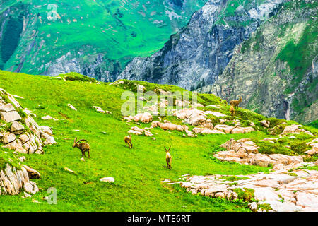 Blick auf die Gruppe der Steinböcke in den Bergen von Arlberg in Österreich Stockfoto