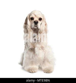 Portrait von American Cocker Spaniel, 1 Jahr alt, vor weißem Hintergrund sitzen, Studio shot Stockfoto