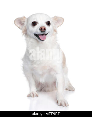 Weiß chihuahua Sitzen (9 Jahre alt) vor weißem Hintergrund Stockfoto