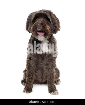 Tibet Terrier, 3 Jahre alt, vor weißem Hintergrund sitzen, Studio shot Stockfoto