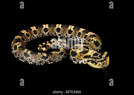 Heterodon platirhinos/Eastern hognose Stockfoto