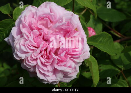 Eine Nahaufnahme von einem schönen historischen Erbes stark parfümierte Moschus pink in voller Blüte in einem Englischen Garten im Sommer wachsende Rose Stockfoto