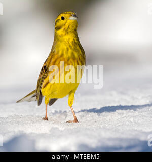Die Goldammer wären (Emberiza citrinella), läuft im Schnee, Tirol, Österreich Stockfoto