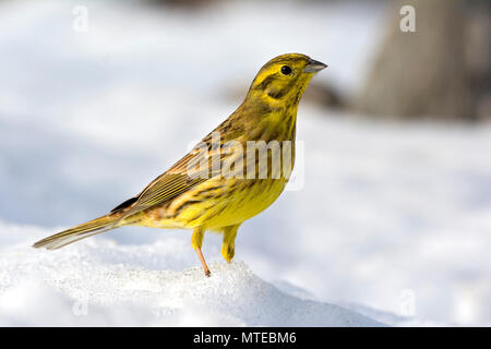 Goldammer (Emberiza Citrinella) im Schnee, Tirol, Österreich Stockfoto
