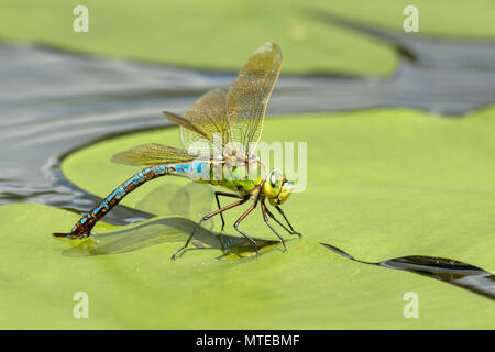 Kaiser Dragonfly (Anax imperator), weiblich, Eier auf einem Teich rose Blatt im Wasser, Burgenland, Österreich Stockfoto