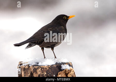 Amsel (Turdus merula) steht auf einem Baumstumpf im Schnee, männlich, Tirol, Österreich Stockfoto