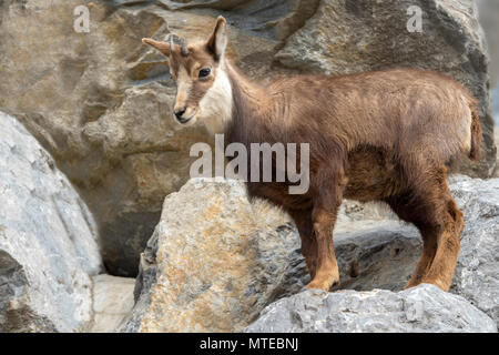 Gemse (Rupicapra rupicapra) steht auf Felsen, junge Tier, Captive Stockfoto