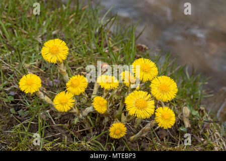 Huflattich (Tussilago farfara), Tirol, Österreich Stockfoto