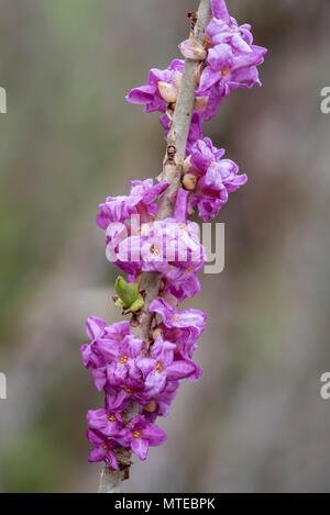 Mezereon (Daphne mezereum), Tirol, Österreich Stockfoto