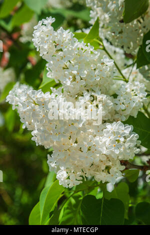 Blüte weiß Flieder (Syringa vulgaris), Oberbayern, Bayern, Deutschland Stockfoto