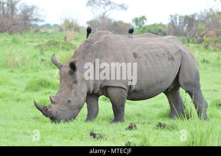 Schwangere rhino im Gras mit Vögeln auf der Rückseite Stockfoto