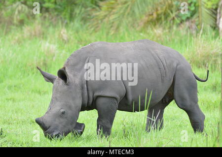 Baby rhino wandert Vergangenheit Stockfoto