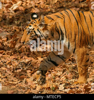 Bengal Tiger (Panthera tigris tigris), ausgeführt, Nahaufnahme, Bandhavgarh Nationalpark, Indien Stockfoto