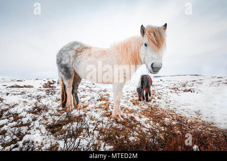 Weiß isländische Pferd (Equus przewalskii f. caballus) in kargen Landschaft mit Schnee, West Island, Island Stockfoto