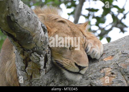 Männliche Löwe schläft auf Baum in Ishasha, Uganda Stockfoto