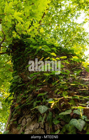 Low Angle View Baumstamm Stockfoto