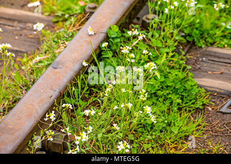 Schienen mit Blumen Stockfoto
