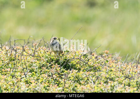 Wiesenpieper (Anthus pratensis) mit Nahrung im Schnabel Stockfoto